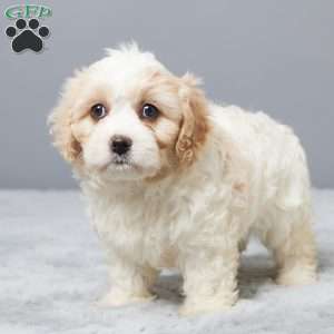 Charity, Cavachon Puppy